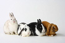 Rex Lop-eared Dwarf Rabbit, blue-white and apricot, Satin Dwarf Rabbit and Lion-maned Dwarf Rabbit