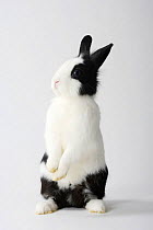 Lion-maned Dwarf Rabbit, black-and-white, sitting up on hind legs