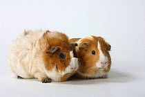 Abyssinian Guinea Pigs, smooth and rough haired