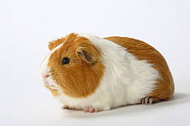 Abyssinian Guinea Pig, smooth