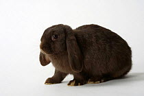 Netherlands Lop-eared Dwarf Rabbit, havana