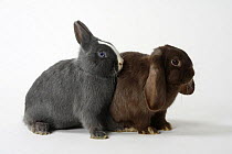 Dwarf Rabbit, blue with white and Netherlands Lop-eared Dwarf Rabbit, havana