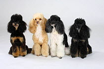 Miniature Poodles, black-and-tan, black-and-white, harlequin and apricot-white