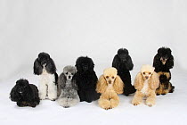 Eight Miniature Poodles, black, apricot-white, silver, black-and-tan, apricot and harlequin, sitting and lying