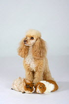 Miniature Poodle, apricot-white, with two Guinea Pigs