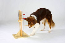 Australian Shepherd dog, red-tricoloured, with intelligence game