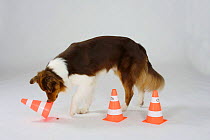 Australian Shepherd dog, red-tricoloured, with intelligence game, searching for treats under pylons