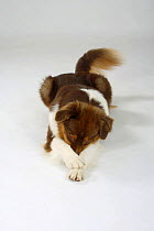 Australian Shepherd dog, red-tricoloured, nose hidden under crossed paws