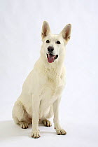White Swiss Shepherd dog / Berger Blanc Suisse