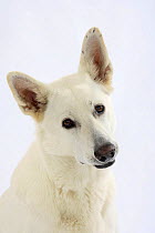 White Swiss Shepherd dog / Berger Blanc Suisse