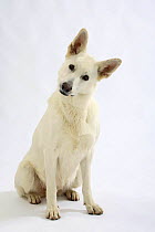 White Swiss Shepherd dog / Berger Blanc Suisse,  sitting head cocked on one side