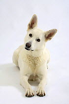 White Swiss Shepherd Dog / Berger Blanc Suisse, head cocked on one side