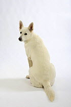 White Swiss Shepherd Dog / Berger Blanc Suisse, sitting, looking backwards, rear view