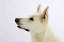 White Swiss Shepherd Dog / Berger Blanc Suisse, looking up