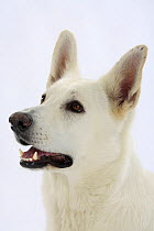 White Swiss Shepherd Dog / Berger Blanc Suisse