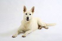 White Swiss Shepherd Dog / Berger Blanc Suisse