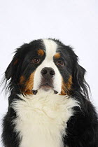 Bernese Mountain dog, portrait, tricolour