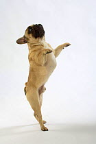 French Bulldog, male standing up on hind legs