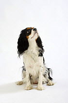 Cavalier King Charles Spaniel, tricolour, looking up