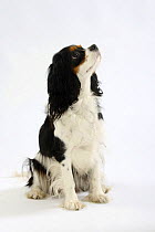 Cavalier King Charles Spaniel, tricolour, sitting looking up