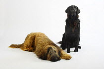 Briard / Berger de Brie, 14 months, lying down and Flat Coated Retriever, sitting