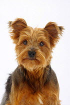 Yorkshire-Terrier, portrait