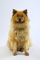 Eurasier dog, sitting portrait