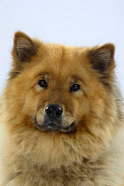 Eurasier dog, portrait