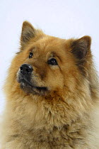 Eurasier dog, head portrait, looking up