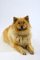 Eurasier dog, lying portrait