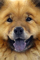 Eurasier dog, face portrait