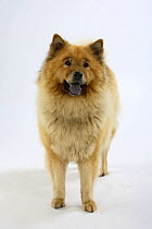 Eurasier dog, standing portrait
