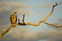 White-backed vulture (Gyps africanus) perched on skeleton tree in Okavango Delta, Botswana