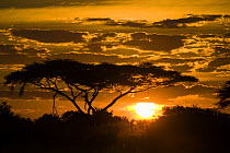Acacia tree silhouetted at sunset, Duba Plains, Okavango Delta, Botswana