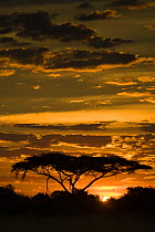 Acacia tree silhouetted at sunset, Duba Plains, Okavango Delta, Botswana