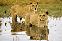 African lionesses (Panthera leo) of the Tsaro Pride wding through water, Duba Plains, Okavango Delta, Botswana