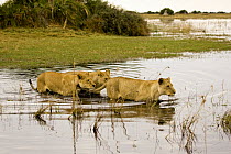African lionesses (Panthera leo) of the Tsaro Pride wading through water, Duba Plains, Okavango Delta, Botswana