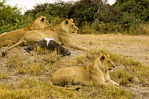 African lionesses (Panthera leo) of the Tsaro Pride  resting on termite mound (note Cape buffalo horns from prey) Duba Plains, Okavango Delta, Botswana