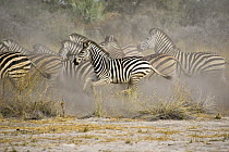 Herd of Common / Burchell's zebra (Equus quagga) running, Handa Island, Okavango Delta, Botswana