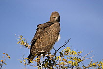 Martial eagle (Polemaetus bellicosus) Etosha National Park, Namibia