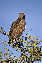 Martial Eagle (Polemaetus bellicosus) Etosha National Park, Namibia