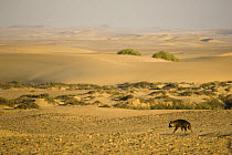 Brown hyaena (Hyaena brunnea) rare viewing on the Skeleton Coast, Namibia