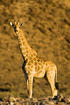 Giraffe (Giraffa camelopardalis) Skeleton Coast, Namibia