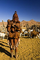 Himba woman carrying child and herding goats,  Skeleton Coast, Namibia, Model released