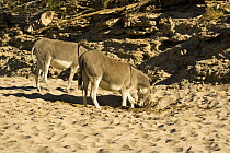 Wild donkey {Equus asinus} digging in sand for water, Skeleton Coast, Namibia