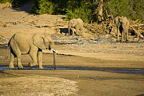Desert African elephants (Loxodonta africana) drinking from the last trickle of water in a river, Skeleton Coast, Namibia