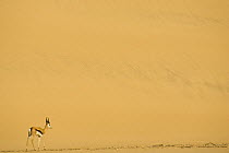 Springbok (Antidorcas marsupialis) in the dry riverbed of the Hoarusib River, Skeleton Coast, Namibia