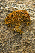 Delicate lichen growing on rock in desert, Skeleton Coast, Namibia