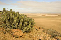 Cactus and valley view, Skeleton Coast, Namibia