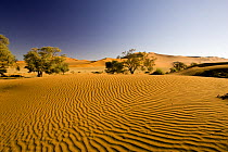 Sand dune landscape, Sossusvlei, Namib-Naukluft National Park, Namibia, World Heritage Site